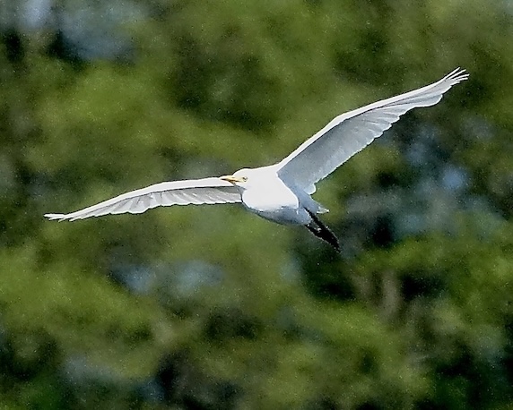 cattle egret